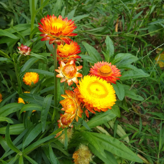 Strawflower, Tall Double Mix
