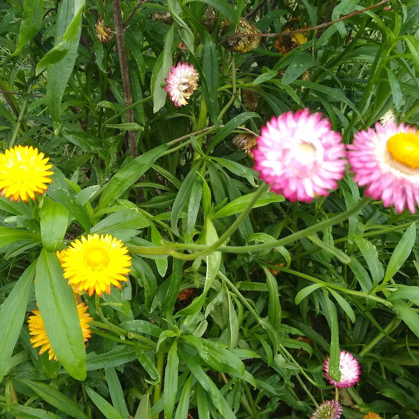 Strawflower, Tall Double Mix