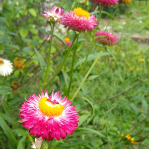 Strawflower, Tall Double Mix