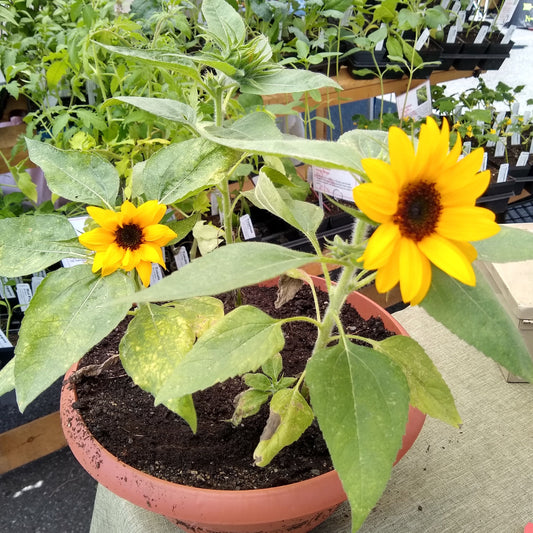 Sunflower, Sunny Smile