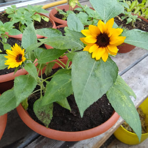 Sunflower, Sunny Smile