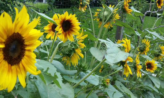 Sunflower, Lemon Queen