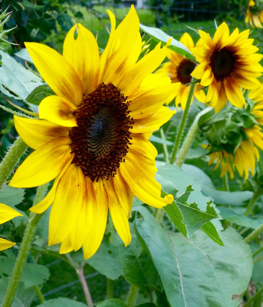 Sunflower, Lemon Queen