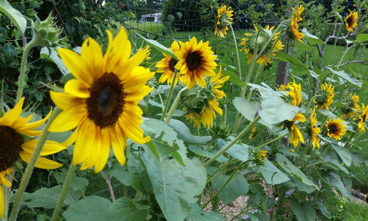 Sunflower, Lemon Queen