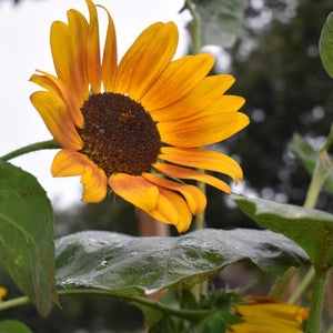 Sunflower, Velvet Queen