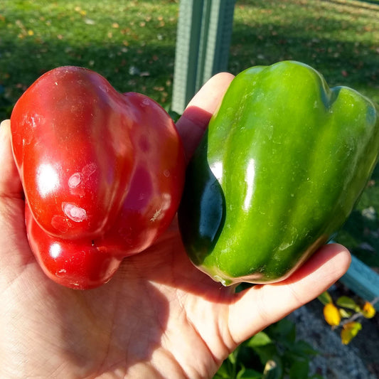 Sweet Pepper, Olympus