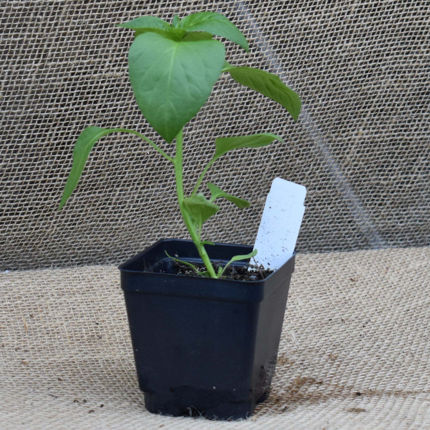 Sweet Pepper, Olympus