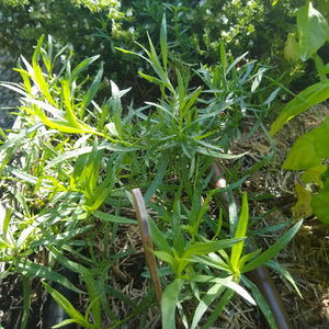 Tarragon, French