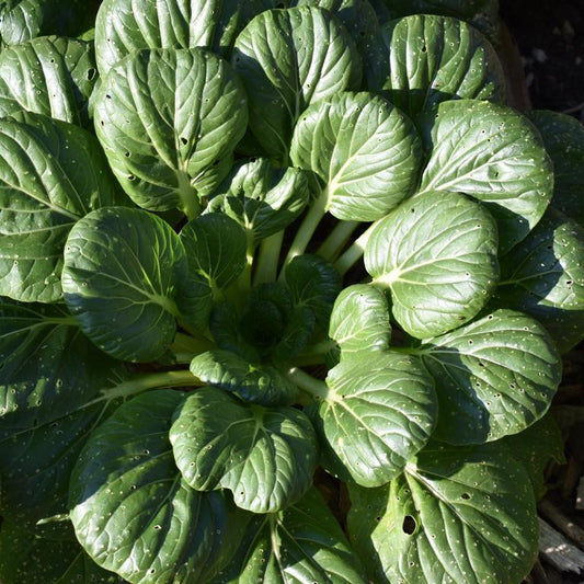 Pak Choi, Tatsoi