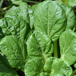 Pak Choi, Tatsoi