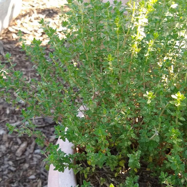 Thyme, German