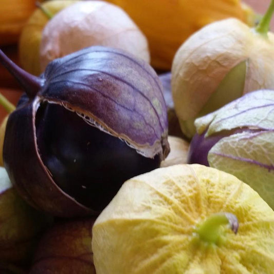 Tomatillo, Purple Coban