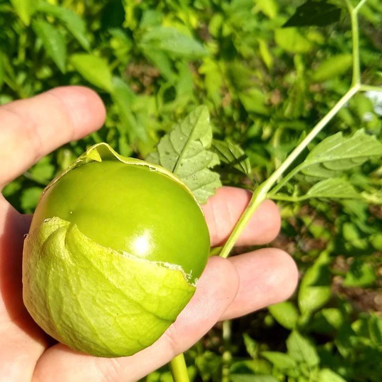 Tomatillo, Toma Verde