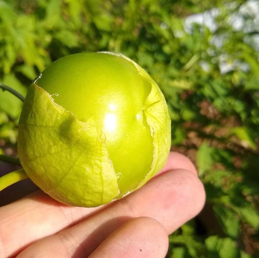 Tomatillo, Toma Verde