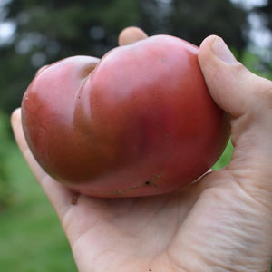 Tomato, Black Krim