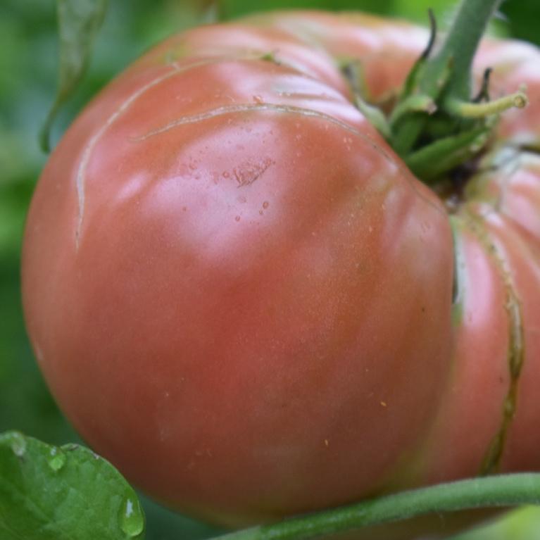 Tomato, Brandywine