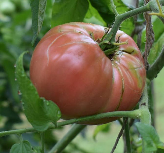 Tomato, Brandywine