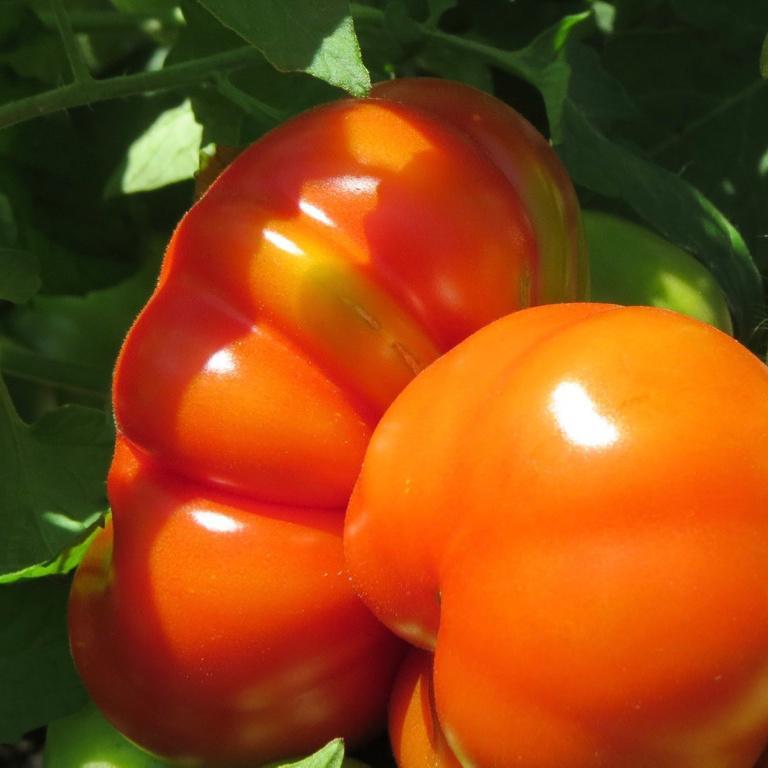 Tomato, Costaluto Genovese