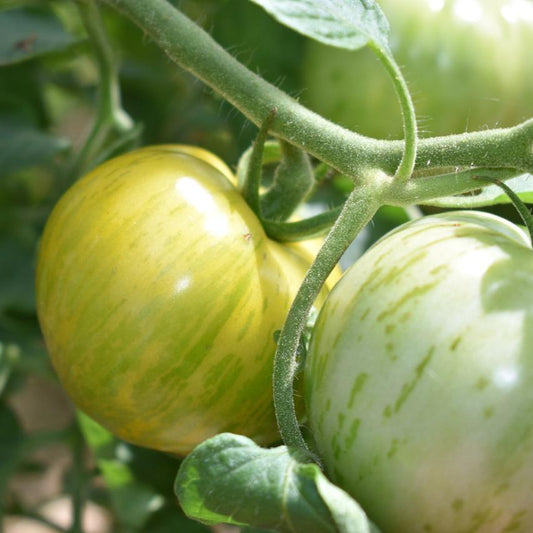 Tomato, Green Zebra