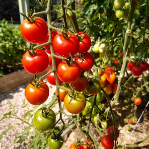 Tomato, Jasper