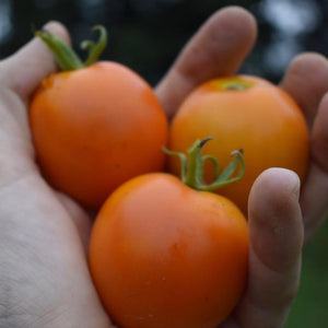 Tomato, Jaune Flamme