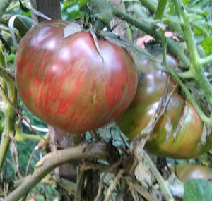 Tomato, Paul Robeson