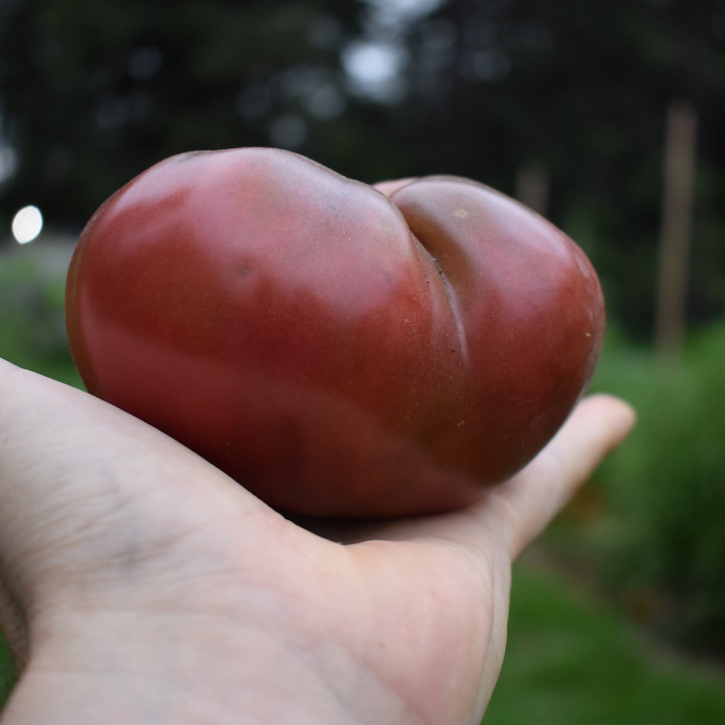 Tomato, Paul Robeson