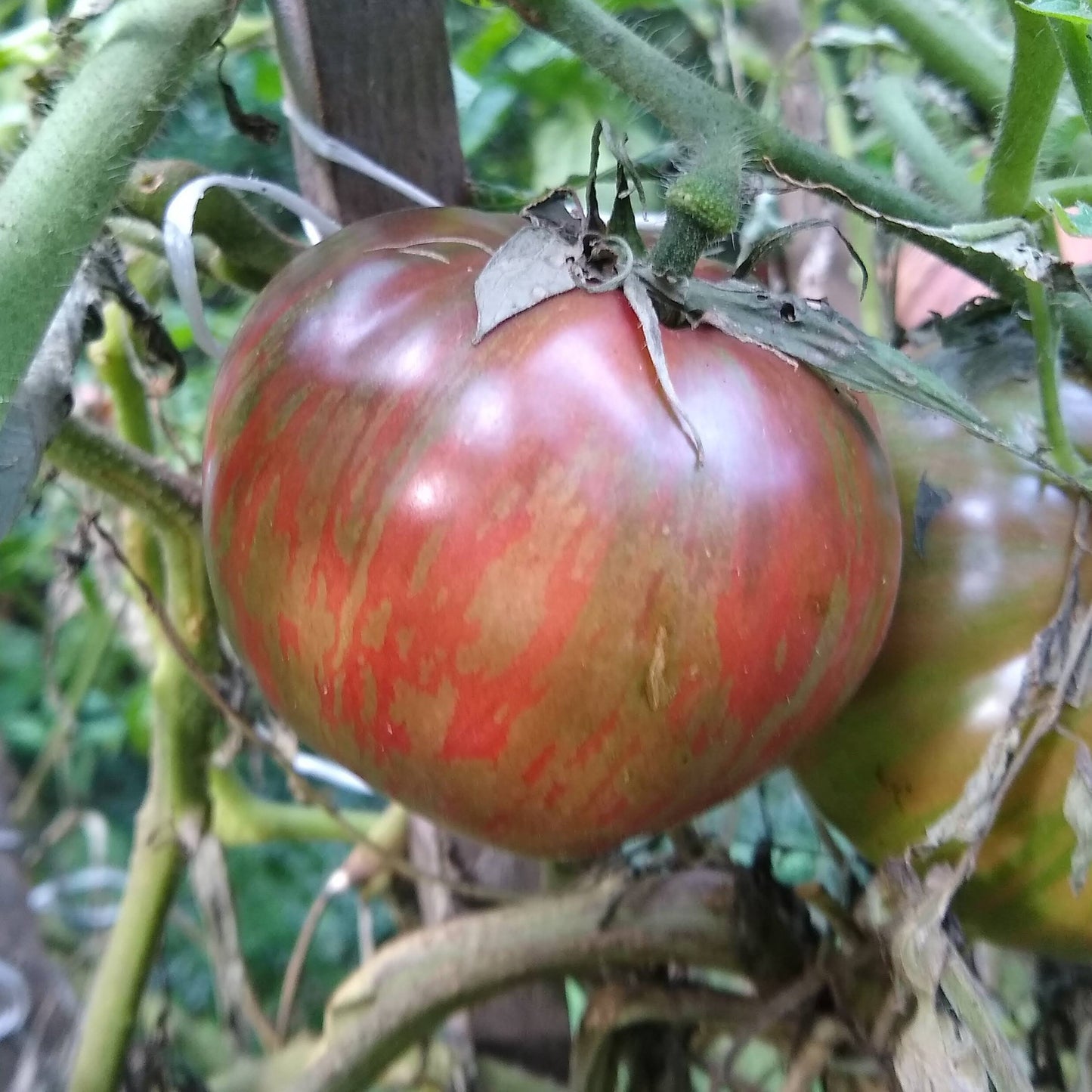 Tomato, Paul Robeson