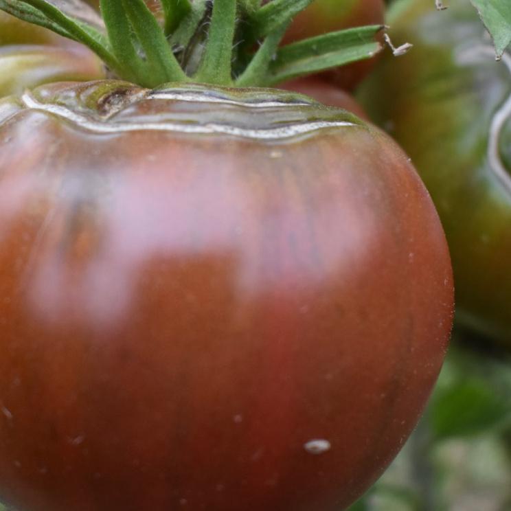 Tomato, Cherokee Purple