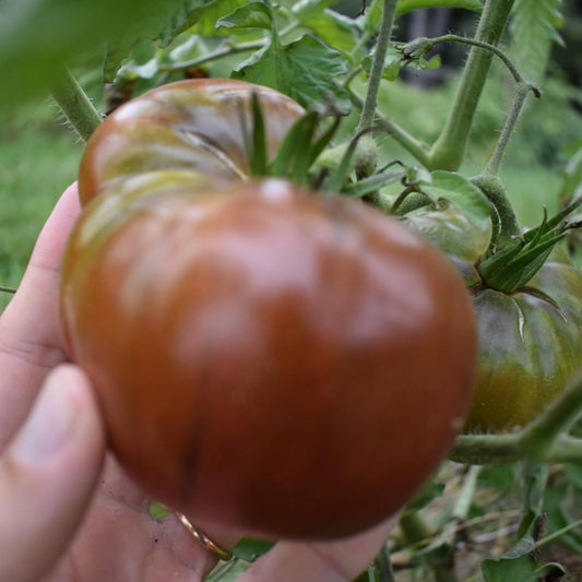 Tomato, Cherokee Purple