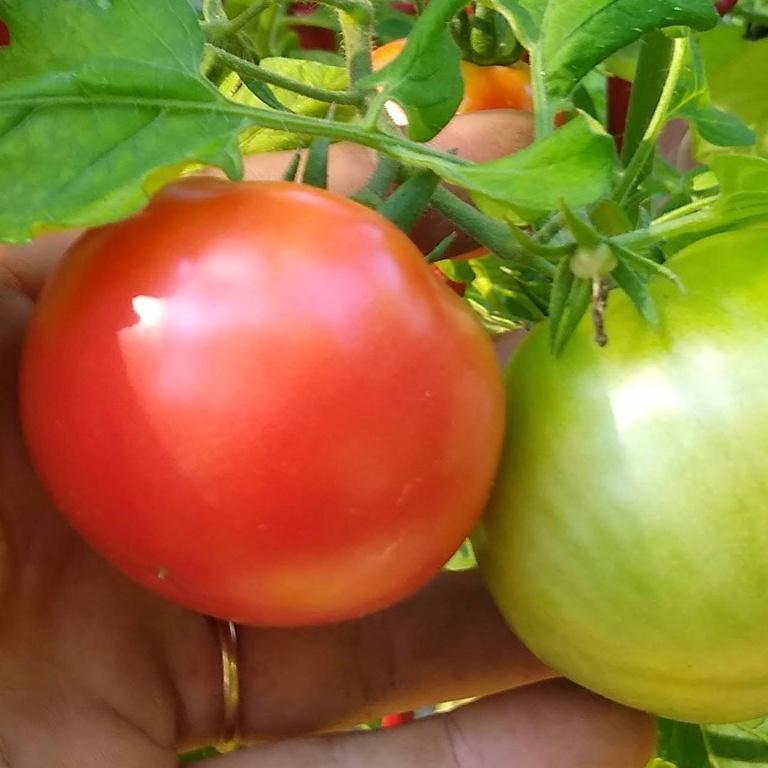 Tomato, Rose de Berne