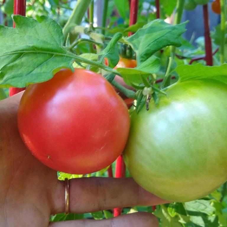 Tomato, Rose de Berne