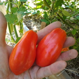 Tomato, San Marzano