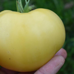 Tomato, Great White