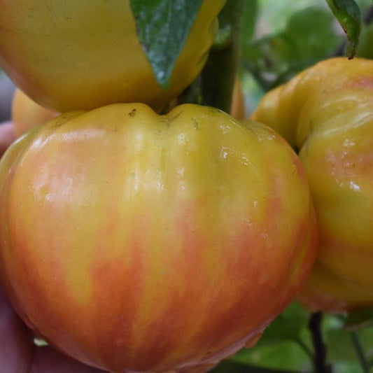 Tomato, Striped German