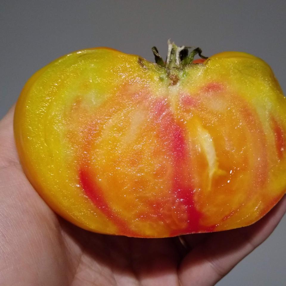 Tomato, Striped German