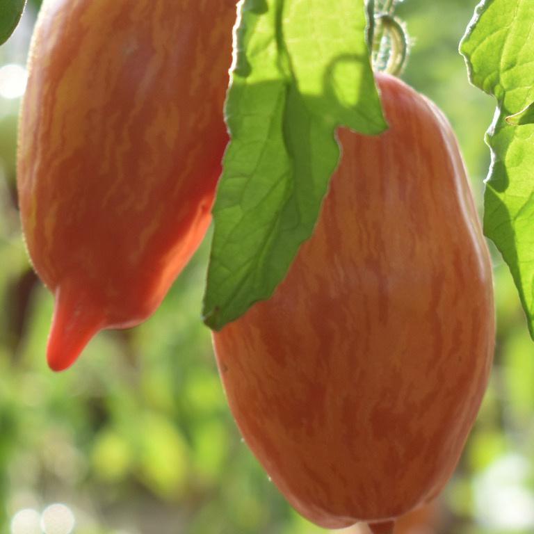 Tomato, Speckled Roman