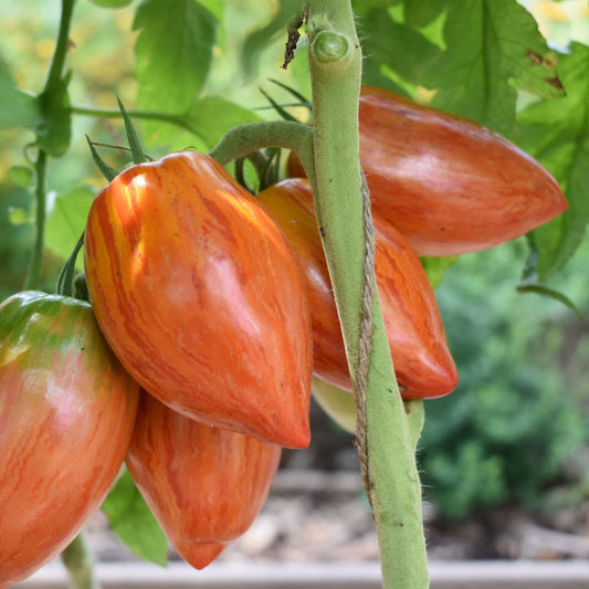 Tomato, Speckled Roman