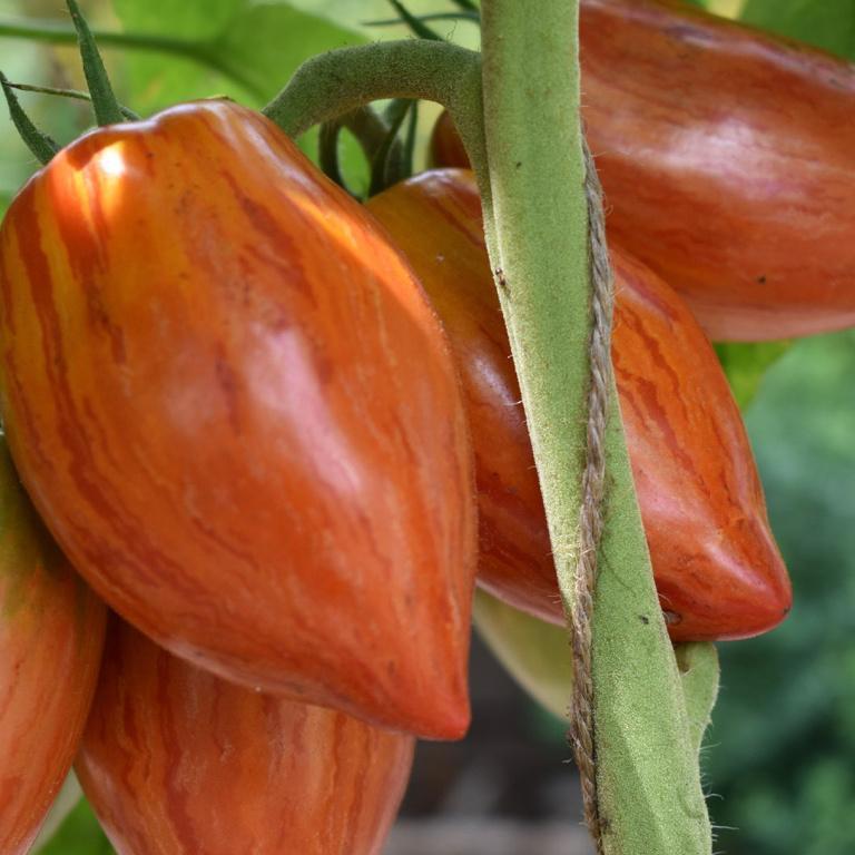 Tomato, Speckled Roman