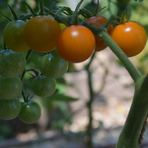 Tomato, Sungold