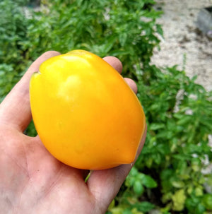 Tomato, Valencia