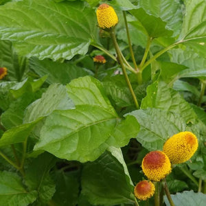 Toothache Plant, Lemon Drops