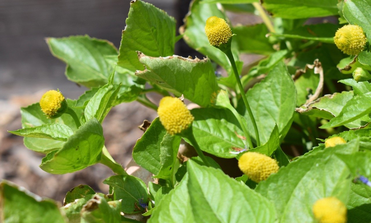 Toothache Plant, Lemon Drops