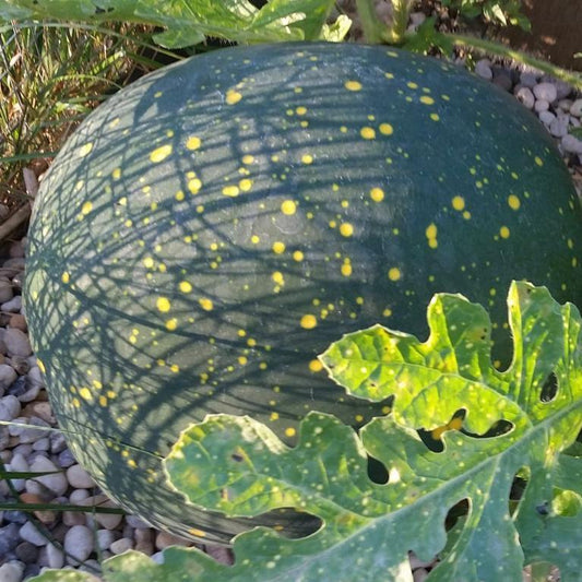 Watermelon, Moon and Stars Red