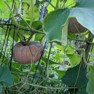 Winter Squash, Long Island Cheese Pumpkin