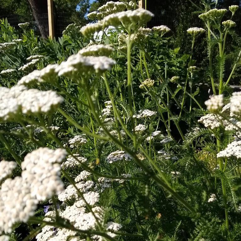 Yarrow, White