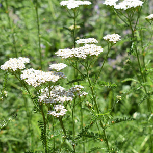 Yarrow, White