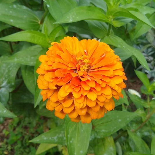 Zinnia, Country Fair Color Mix