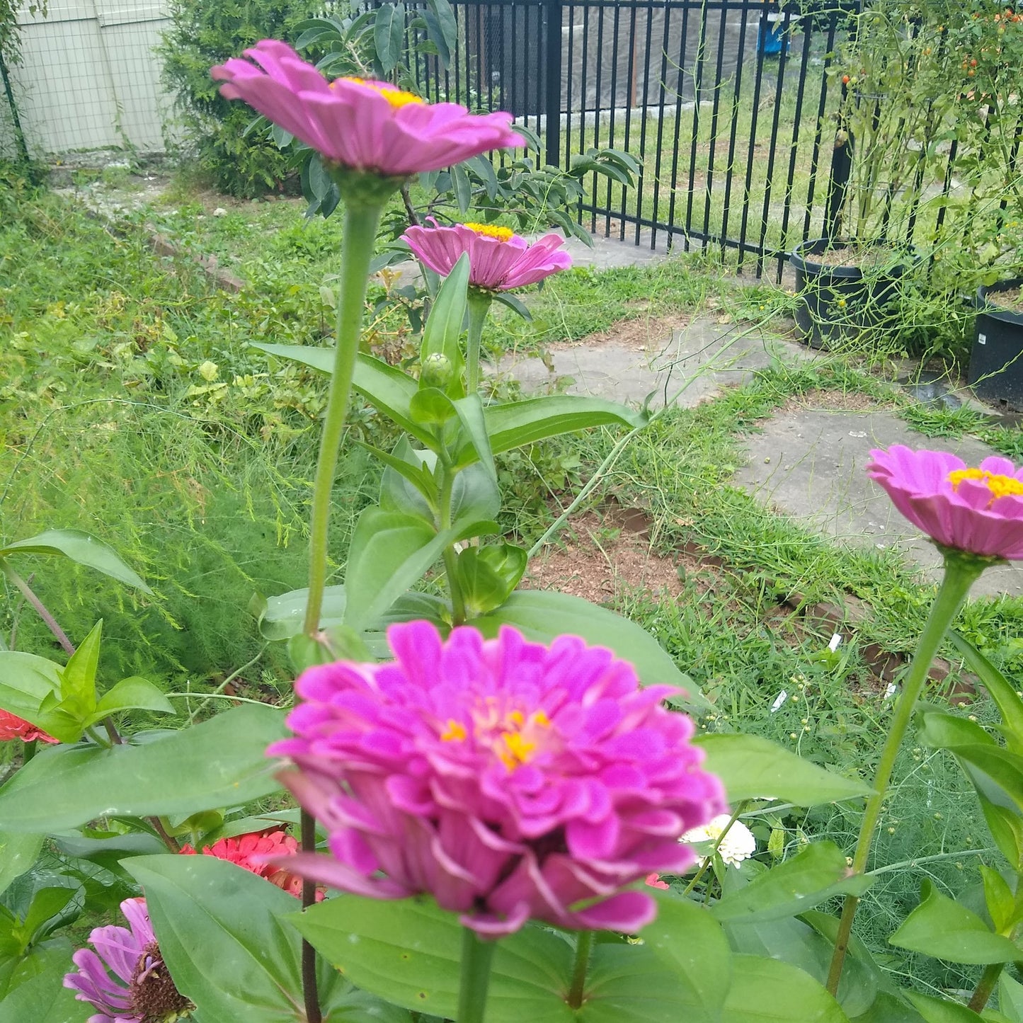 Zinnia, Country Fair Color Mix
