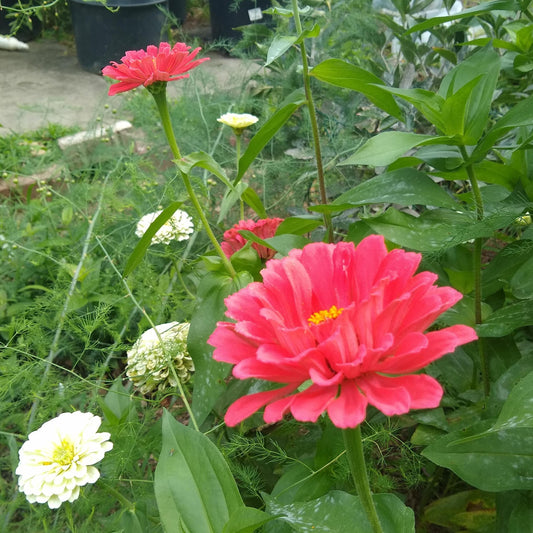 Zinnia, Country Fair Color Mix
